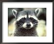 Close-Up Of A Raccoon by Jim Oltersdorf Limited Edition Pricing Art Print