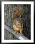 Squirrel Eating Nut by Terri Froelich Limited Edition Print