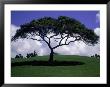 Shade Tree On Grassy Hill by Chris Rogers Limited Edition Pricing Art Print