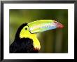 Toucan by Paul Audia Limited Edition Print