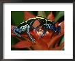 Dyeing Poison Arrow Frog, Dendrobates Tinctorius, Cobalt And Powder Blue by Brian Kenney Limited Edition Print