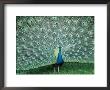 Peacock by Tony Ruta Limited Edition Pricing Art Print