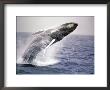 Humpback Whale by John Dominis Limited Edition Print