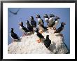 Puffins On Rock At Machias Seal Island by Kindra Clineff Limited Edition Print
