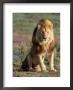 Male Lion, East Africa by Elizabeth Delaney Limited Edition Print
