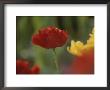 The Head Of A Red Tulip Against A Garden Background by Stephen St. John Limited Edition Pricing Art Print