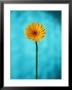 Close-Up Of A Flowering Daisy by Ernie Friedlander Limited Edition Print