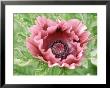 Papaver Orientale Patties Plum (Oriental Poppy) by Lynn Keddie Limited Edition Pricing Art Print