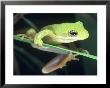 Frog Climbing On To A Leaf, Louisiana by Kevin Leigh Limited Edition Pricing Art Print