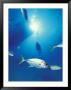 Scuba Diving At Lighthouse Reef With Fish, Barrier Reef, Belize by Greg Johnston Limited Edition Print
