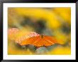 Butterfly Feeding On Terra Cotta Yarrow, Seaside Butterfly House, Oregon, Usa by Jamie & Judy Wild Limited Edition Print