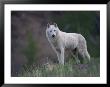 A Portrait Of A Wolf (Canis Lupus) by Paul Nicklen Limited Edition Print