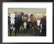 Curious Cows Approach The Camera by Stacy Gold Limited Edition Print