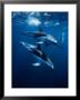 Dusky Dolphin, Peninsula Valdes, Patagonia by Gerard Soury Limited Edition Print