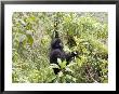 Mountain Gorilla, Female Climbing For Food, Rwanda by Mike Powles Limited Edition Print