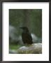 Raven, Perched On Rock In Falling Snow, Yellowstone National Park, Usa by Mark Hamblin Limited Edition Print