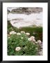 Erigeron Glaucus (Seaside Daisy) Mauve Flower Growing On Cliff Pebble Beach, California by John Beedle Limited Edition Print