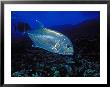 White Ulua Or Giant Trevally, Maui, Hawaii by David B. Fleetham Limited Edition Pricing Art Print