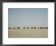 A Line Of Dromedary Camels by W. Robert Moore Limited Edition Print