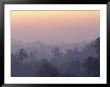 The Tips Of Pagodas Can Be Seen Amongst Forest Treetops by Steve Winter Limited Edition Pricing Art Print