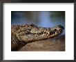 Nile Crocodile (Crocodylus Niloticus) In Profile, Paga, Ghana by Ariadne Van Zandbergen Limited Edition Print