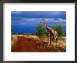 Reticulated Giraffe (Giraffa Camelopardalis Reiiculata), Meru National Park, Kenya by Ariadne Van Zandbergen Limited Edition Print