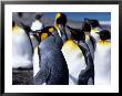 King Penguins (Aptenodytes Patagonica), Falkland Islands by Holger Leue Limited Edition Pricing Art Print