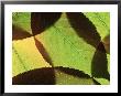 Prunus (Ornamental Cherry), Close-Up Of Leaves by Steven Knights Limited Edition Print