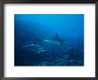 Two Scalloped Hammerhead Sharks Cruise The Waters Off The Galapagos by Wolcott Henry Limited Edition Pricing Art Print