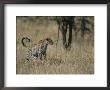 A Leopard On A Grassy Plain In Masai Mara National Reserve by Roy Toft Limited Edition Pricing Art Print