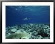A Gray Reef Shark Swims In The Distance by Bill Curtsinger Limited Edition Print