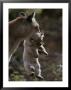 Mother Mountain Lion, Felis Concolor, Carries A Two-Week-Old Kitten by Jim And Jamie Dutcher Limited Edition Print