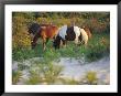 Wild Ponies Graze On Tender Grasses by Raymond Gehman Limited Edition Pricing Art Print