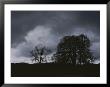 Trees Stand In Silhouette On A Dark Cloudy Day by Bates Littlehales Limited Edition Print