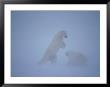 Two Polar Bears Spar In A Snowstorm by Paul Nicklen Limited Edition Print