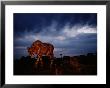 A Lone African Cheetah Prowls Around Just Before Nightfall by Chris Johns Limited Edition Print
