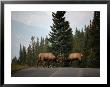 Two Sparring Bull Elk Halt Traffic On A Park Road by Raymond Gehman Limited Edition Print