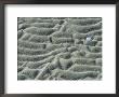 Ripple-Patterned Tidal Flat With Clam Shell At Low Tide by Darlyne A. Murawski Limited Edition Print