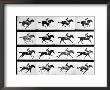 Photographer Eadweard Muybridge's Study Of A Horse At Full Gallop In Collotype Print by Eadweard Muybridge Limited Edition Print