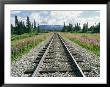 Alaska Railroad Tracks Lined On Either Side By Pink Fireweed by Rich Reid Limited Edition Print