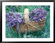 Picked Lavender In Basket, Lying On Lavender Plant by Linda Burgess Limited Edition Pricing Art Print