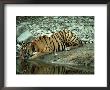 Bengal Tiger, Female Drinking, India by Mike Powles Limited Edition Pricing Art Print