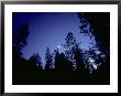 Moon With Trees, Sierra Nevada, Usa by Olaf Broders Limited Edition Print