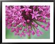 Allium Hollandicum Purple Sensation by Lynn Keddie Limited Edition Print