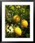 Lemon Tree, Phoenix, Arizona by James Lemass Limited Edition Pricing Art Print