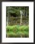 Great Grey Owl On Post On Forest Edge by Mark Hamblin Limited Edition Pricing Art Print