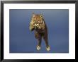 Mountain Lion, Leaping, Usa by Alan And Sandy Carey Limited Edition Print