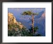 Pine Tree, Grand Canyon National Park, Arizona, Usa by Olaf Broders Limited Edition Print