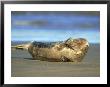 Grey Seal, Halichoerus Grypus Well-Grown Pup Scratching Nose, Uk by Mark Hamblin Limited Edition Print