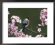 Bullfinch, Pyrrhula Pyrrhula, Male, Feeding On Cherry Blossom, Uk by Mark Hamblin Limited Edition Print